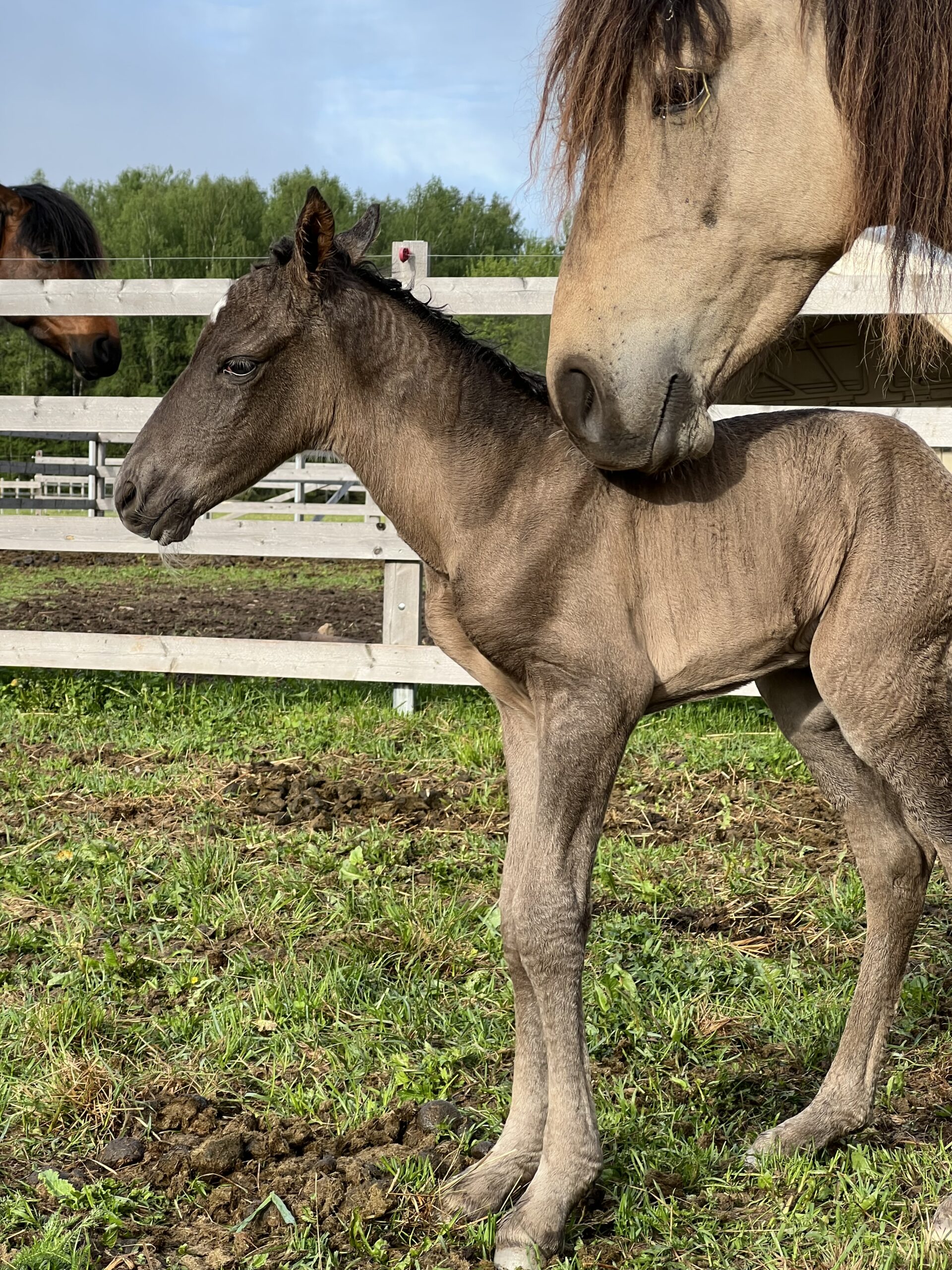 Eesti tõuku täkk – Tulikas – müüdud