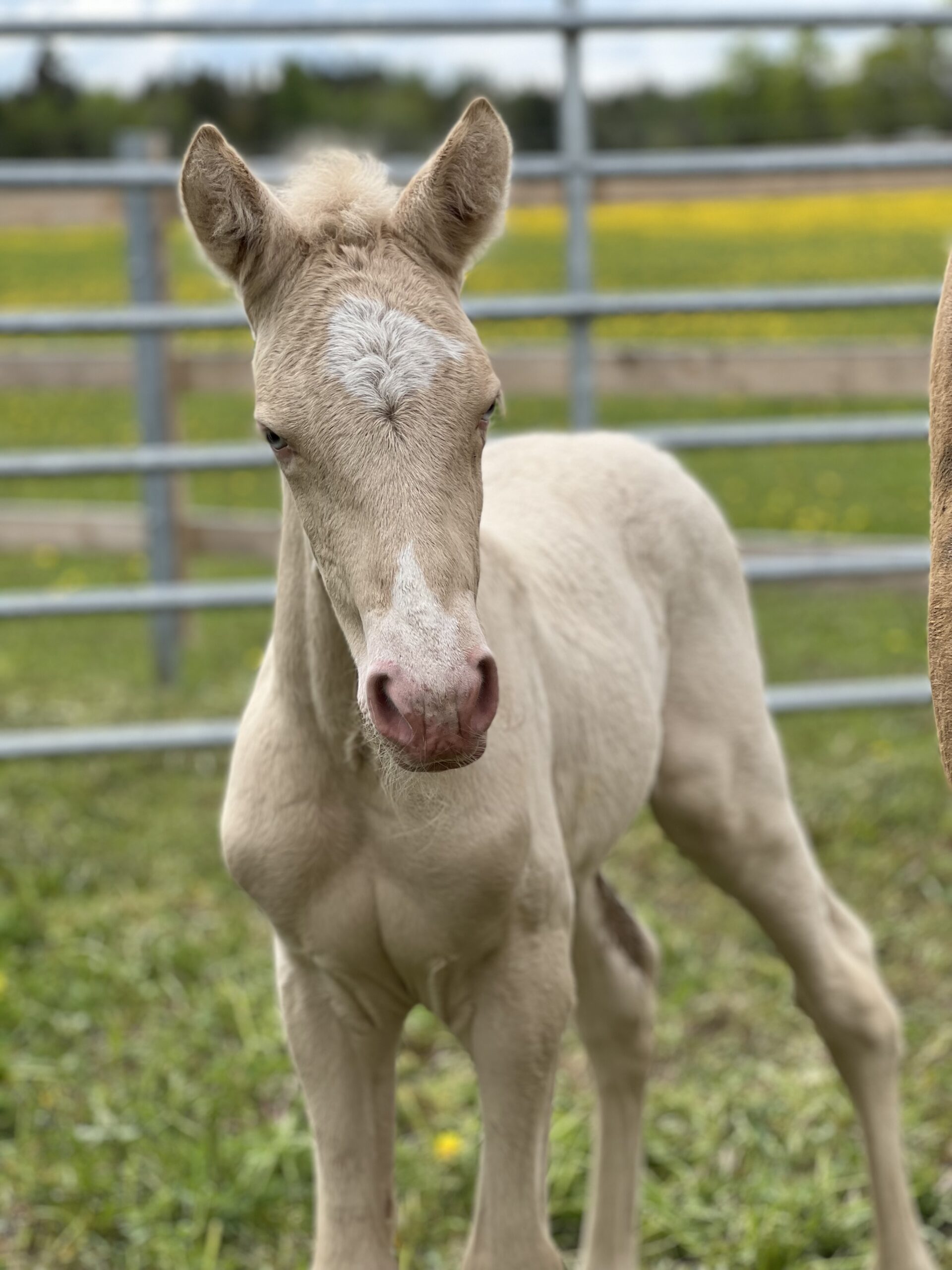 Eesti hobune – Artemia – müüa