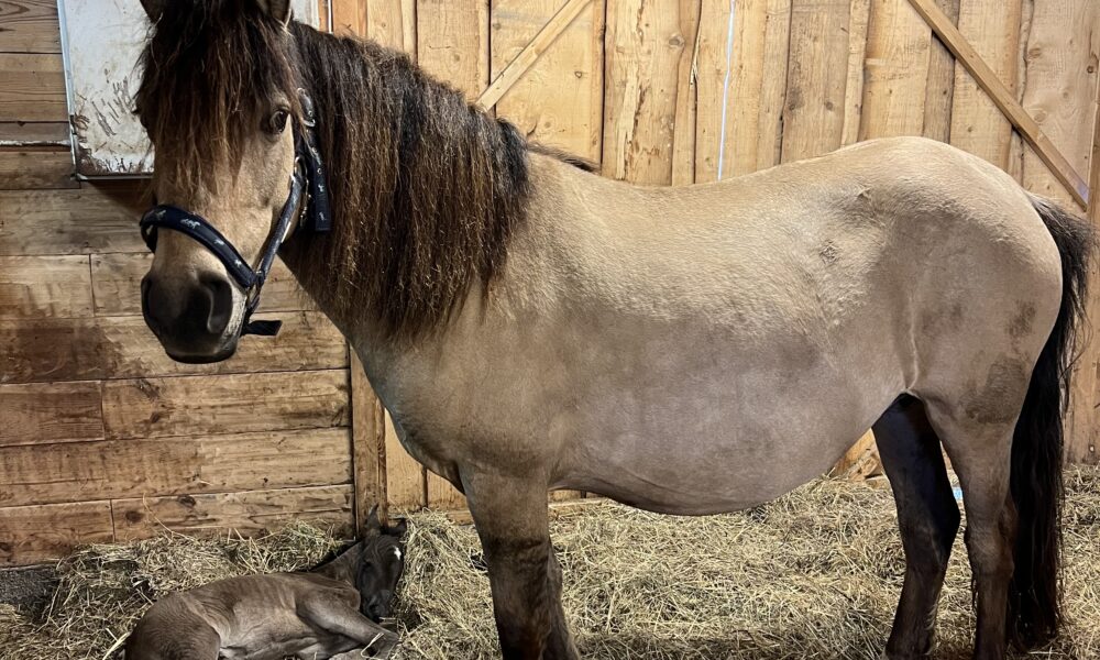 Eesti hobune – Awesome (AVE) 4614 E