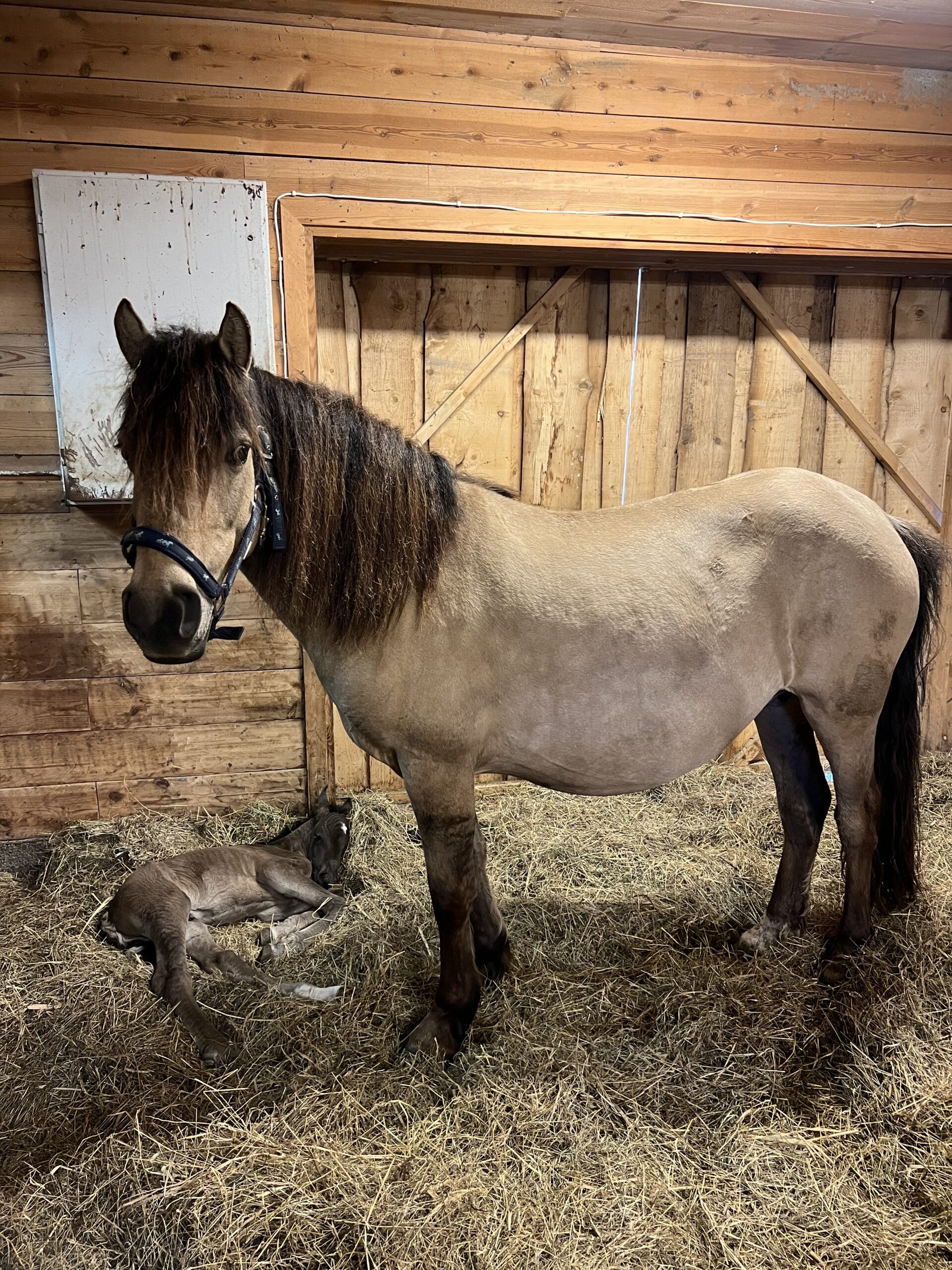 Eesti hobune – Awesome (AVE) 4614 E