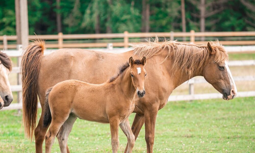 Eesti hobune – Luunja – müüdud