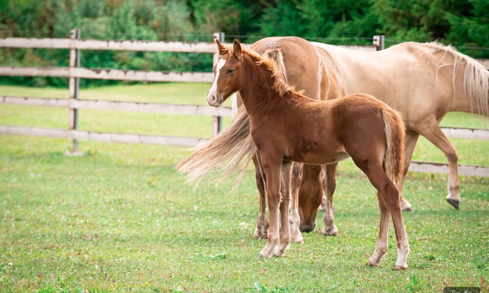 Eesti tõugu ruun – Tallinn – müüa