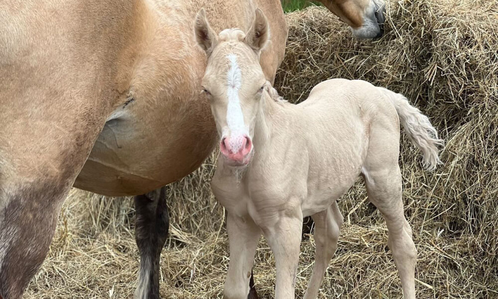 Eesti tõugu ruun – Tarhun – müüdud