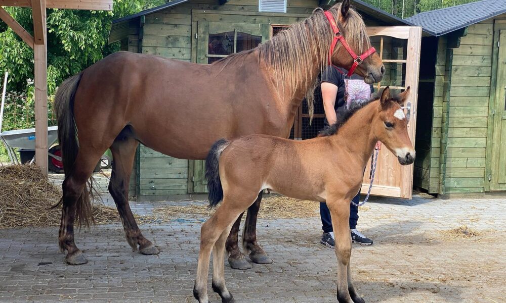 Eesti tõugu ruun – Tartu