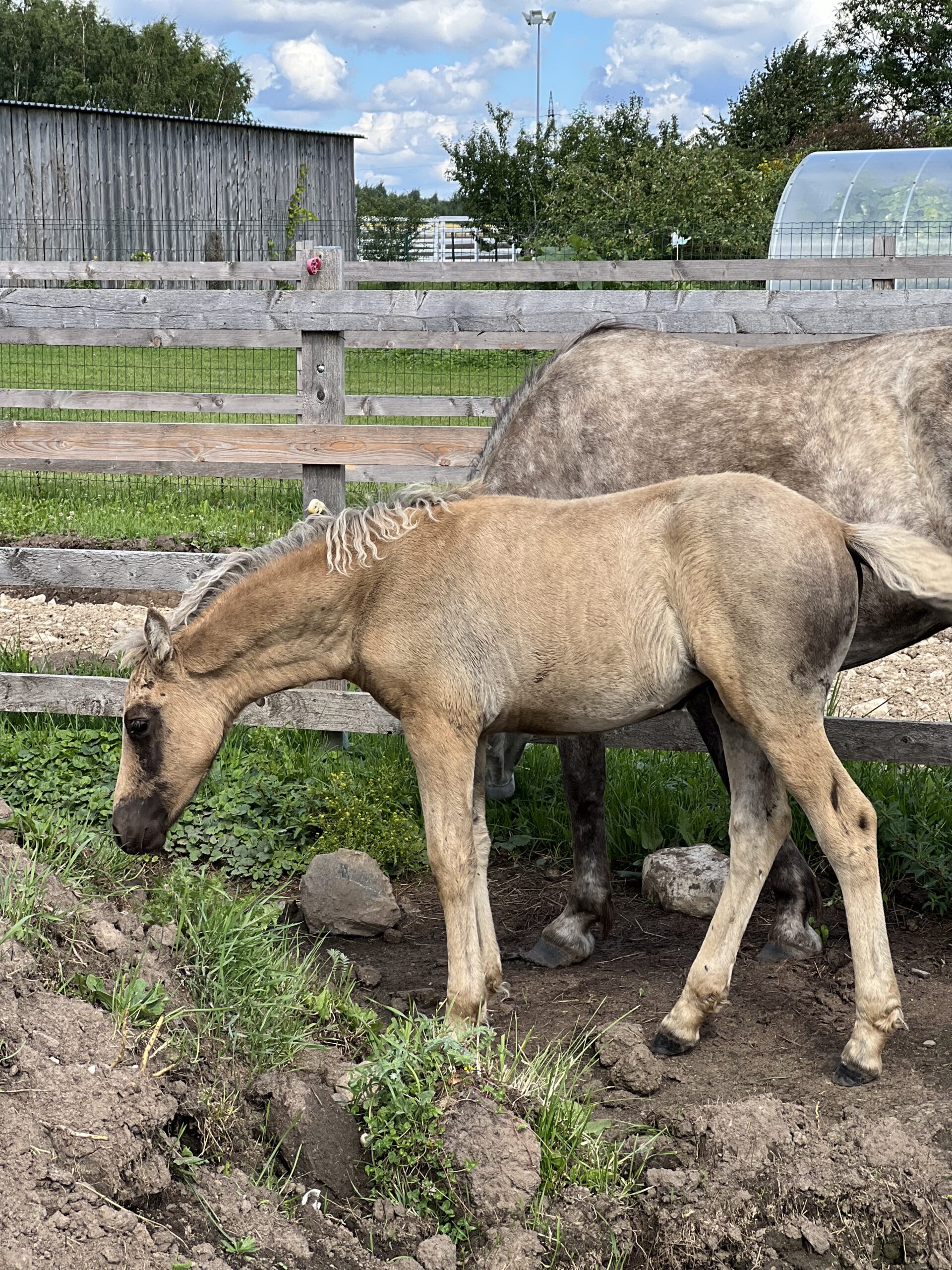 Eesti hobune – Teiki – müüa